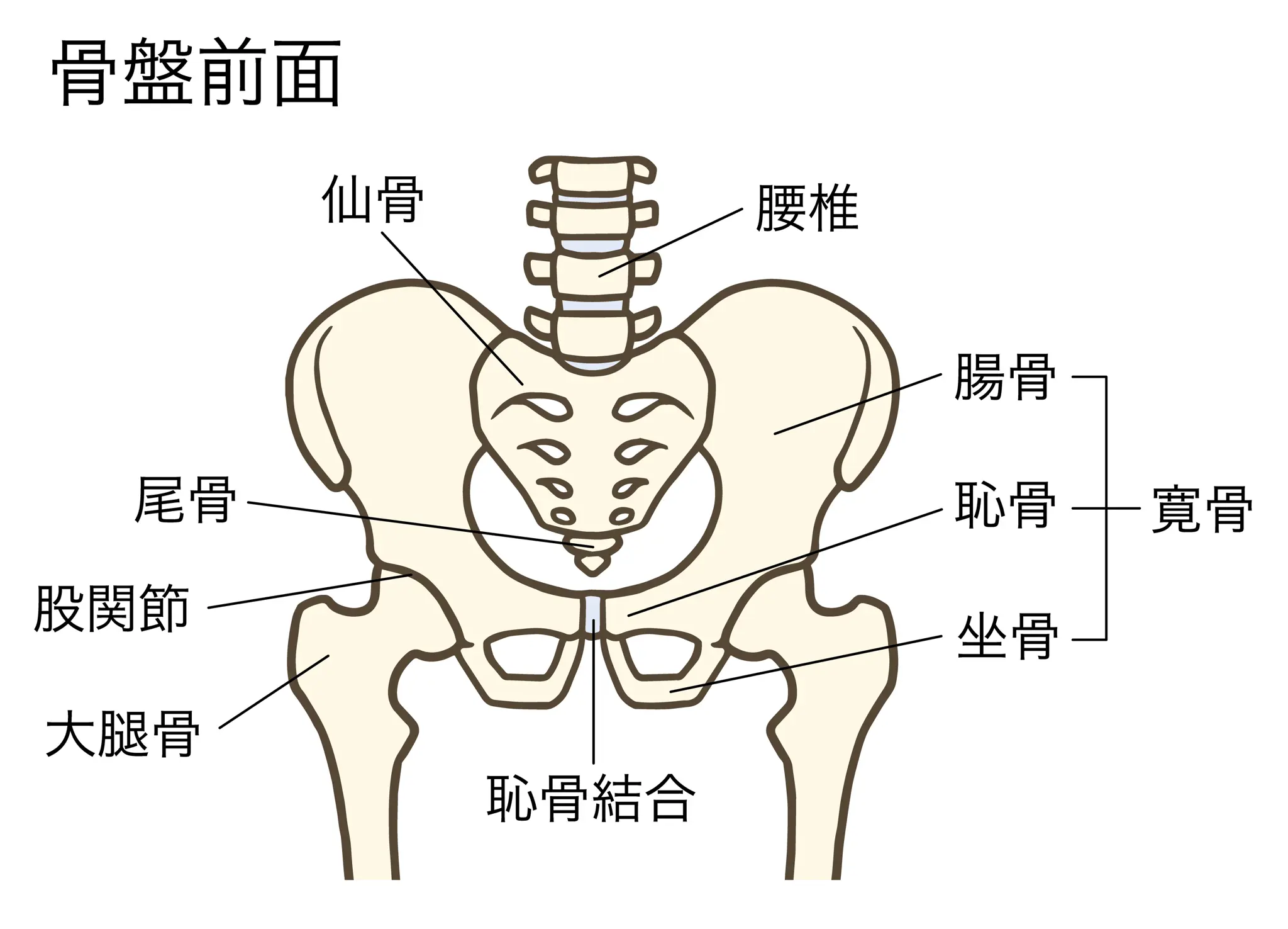 仙骨はどこ？1秒で見つける位置と腰・お尻が痛む原因を徹底解説