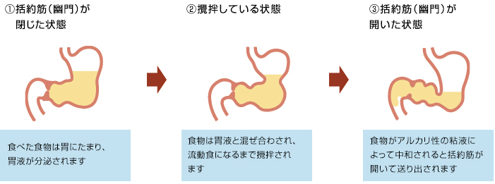 胃がドクドク脈打つ原因とは？危険な病気の兆候と受診の目安を徹底解説