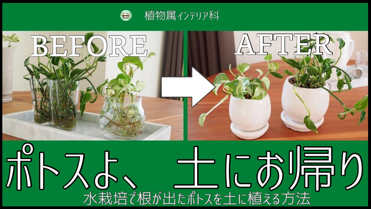 【2026年最新】ポトスの育て方決定版！枯らさない水やりと再生術