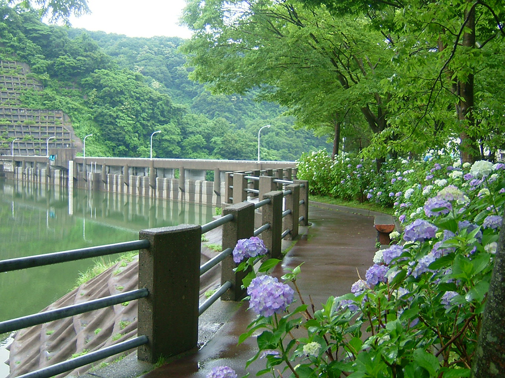 正善寺ダムの心霊噂の真相とは？あじさい見頃や最新情報を総力取材