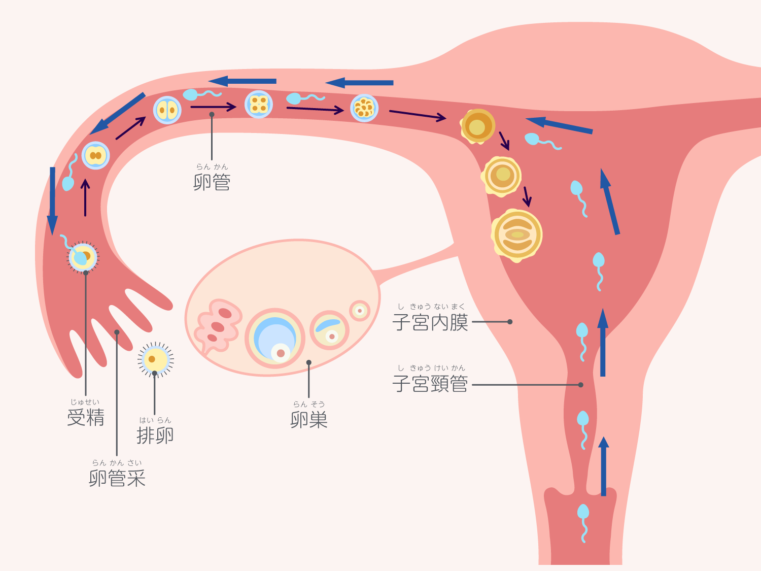 受精から着床までの日数と兆候は？症状なしの不安を医師視点で完全解説