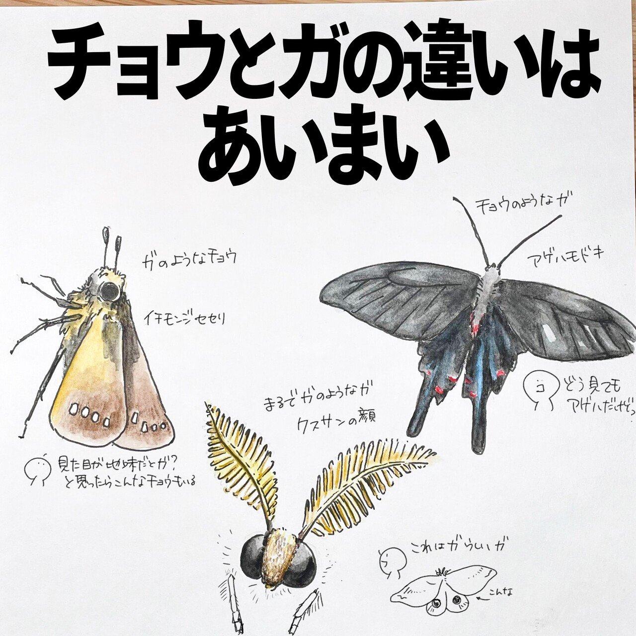 蛾と蝶の違いは実は存在しない？生物学が明かす衝撃真相と見分け方