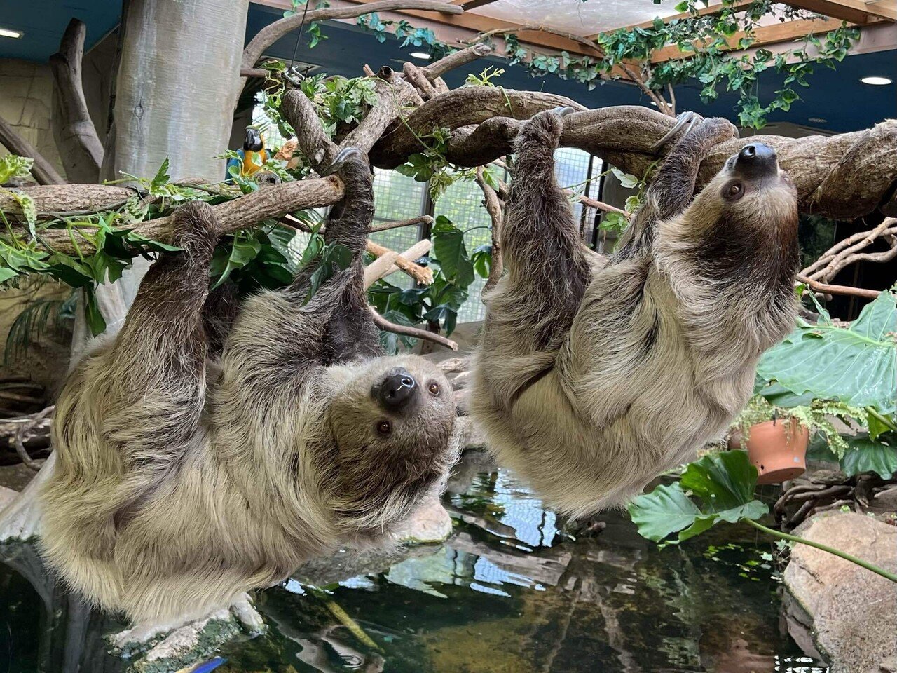 頭上を歩く姿に衝撃！那須どうぶつ王国ナマケモノの動く時間帯と見学術