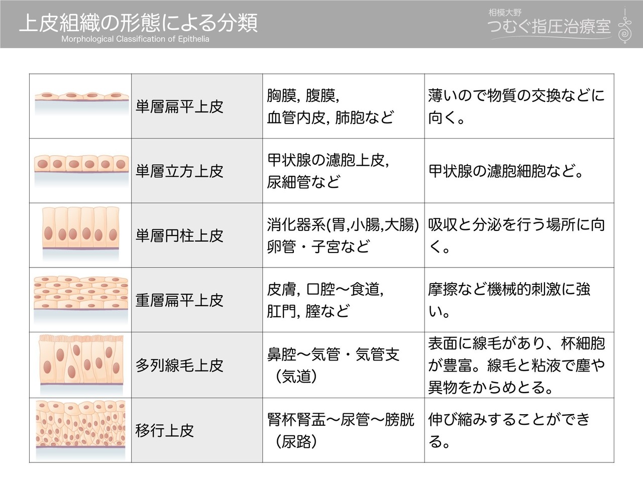 胃や腸に単層円柱上皮がある理由とは？器官一覧と国試対策の覚え方