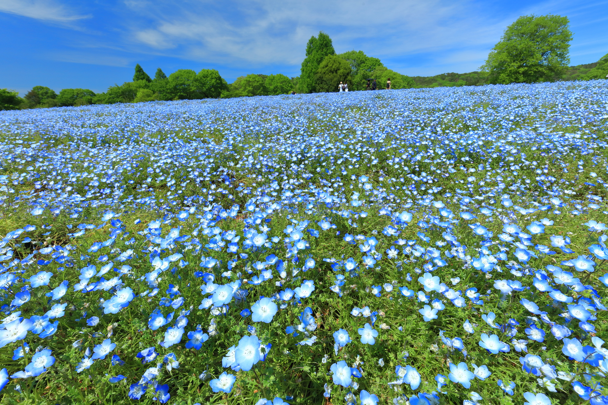 広島の花名所＆人気花屋を徹底取材！2026年最新の絶景とギフト選び