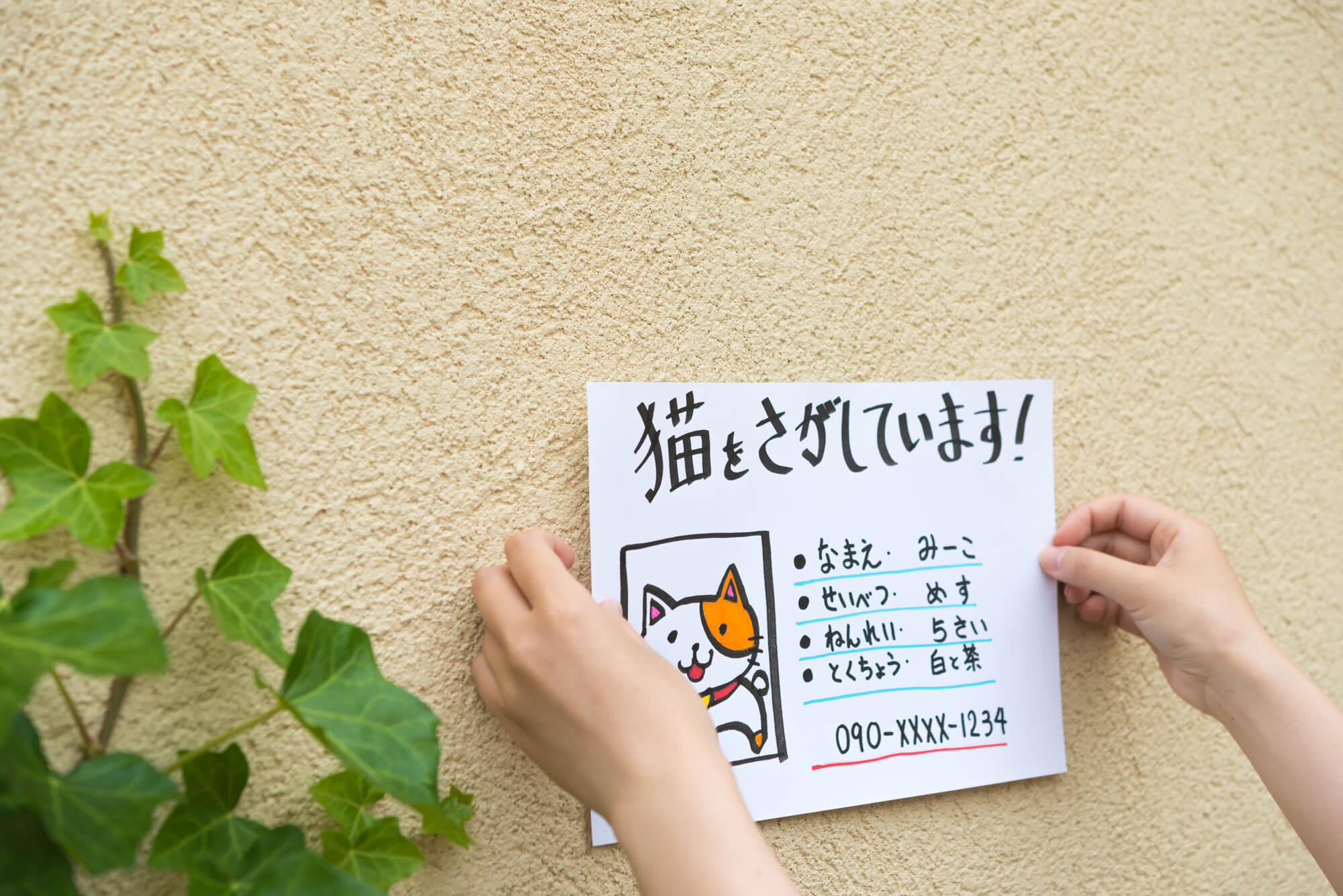 【プロ直伝】脱走猫の探し方完全版！初動72時間で保護率が激変する理由