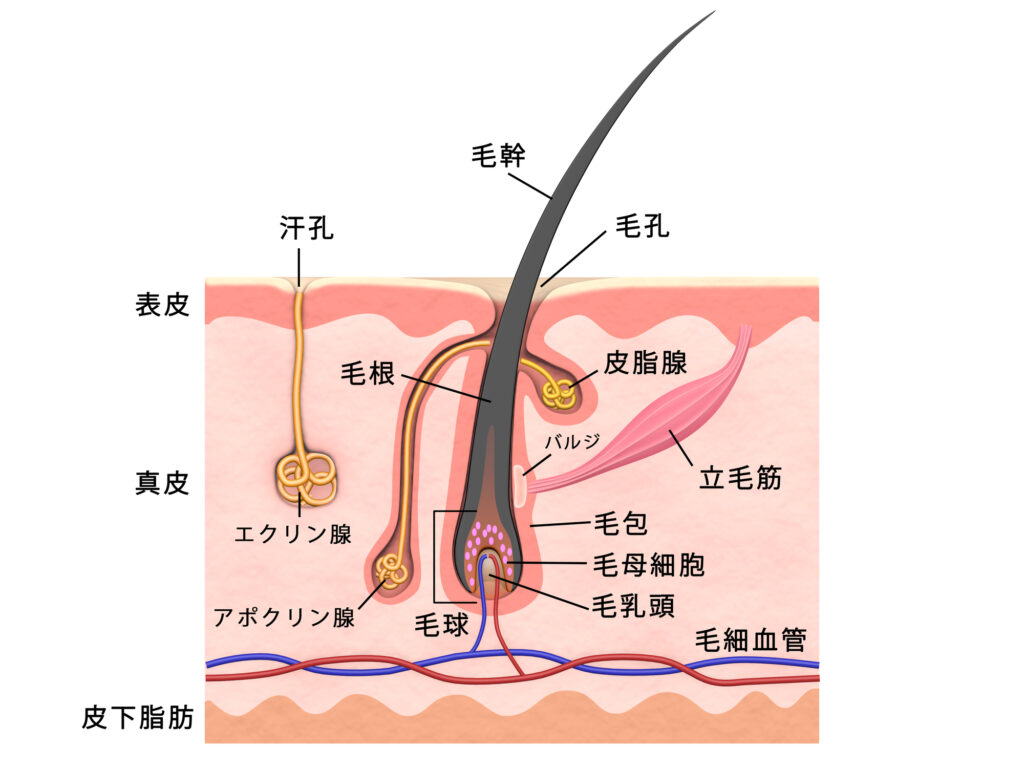 無意識に毛を抜く癖は心のSos？原因の真相とやめる3つの方法を徹底解説