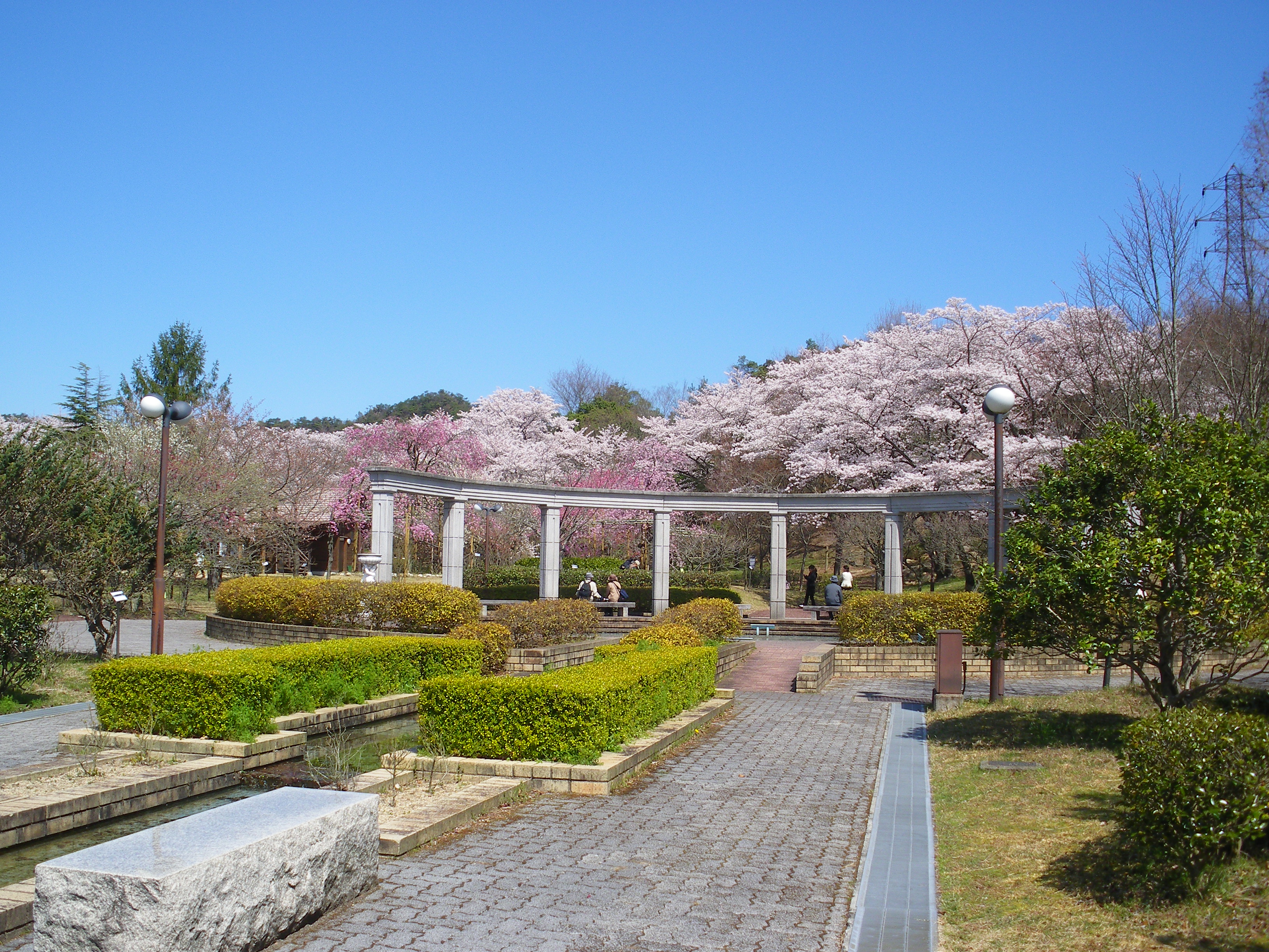 近江富士花緑公園の植物園を完全攻略！2026年最新の見どころと料金