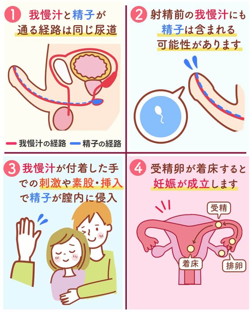 我慢汁で妊娠する確率は？カウパー腺液の精子混入と緊急避妊の全真相