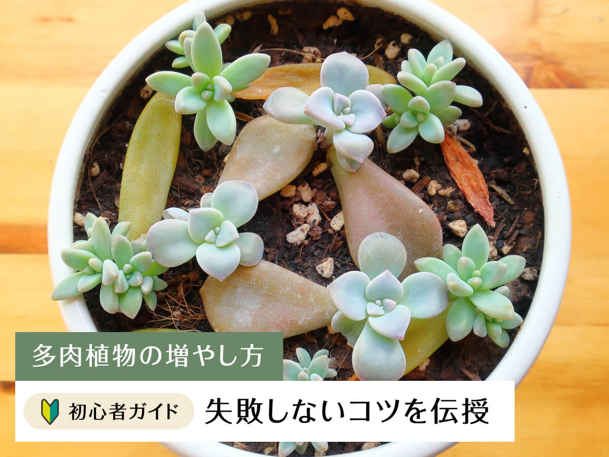 多肉植物の増やし方決定版！なぜ枯れる？発根率を劇的に上げるプロの技