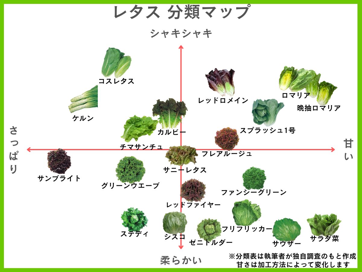 サニーレタスとレタスの違いとは？栄養8倍の真相と使い分け術