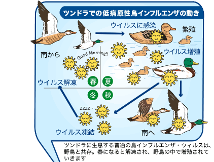 【プロフィール】 鳥 インフルエンザ なぜ 殺 処分 最新画像・動画まとめ #771