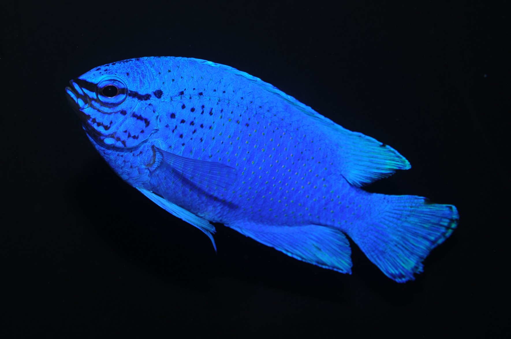 ルから始まる動物一覧！しりとりの「る攻め」を打破する実在生物図鑑