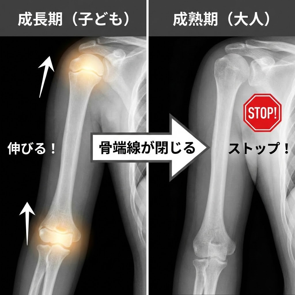 骨端線が閉じるサインとは？身長の伸びが止まる前兆と確認法を徹底解説