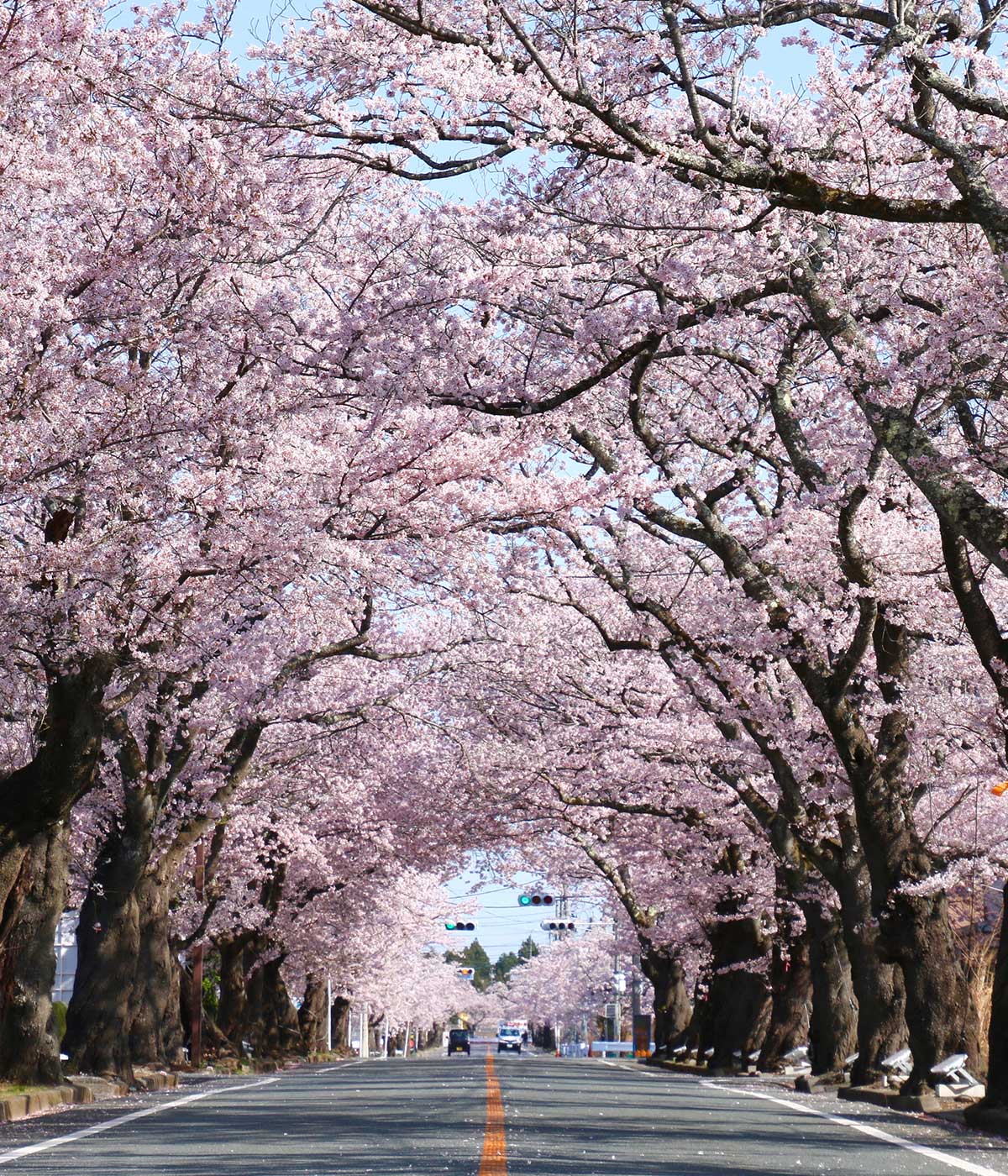 【2026年最新】夜ノ森の桜並木！見頃や開花状況と復興の軌跡を徹底解説