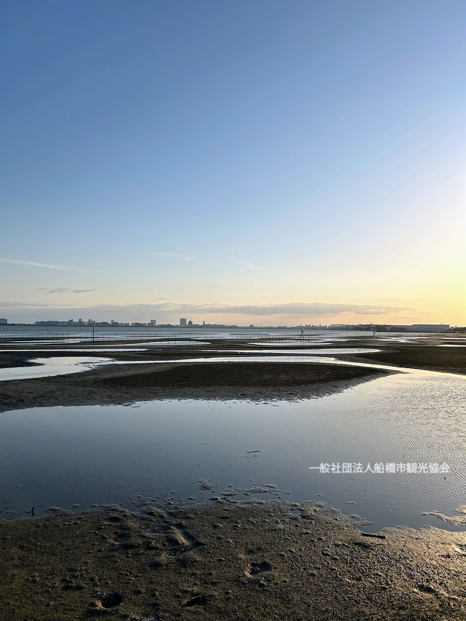 東京湾の宝・三番瀬の真価｜潮干狩り・野鳥観察と埋め立て撤回の歴史