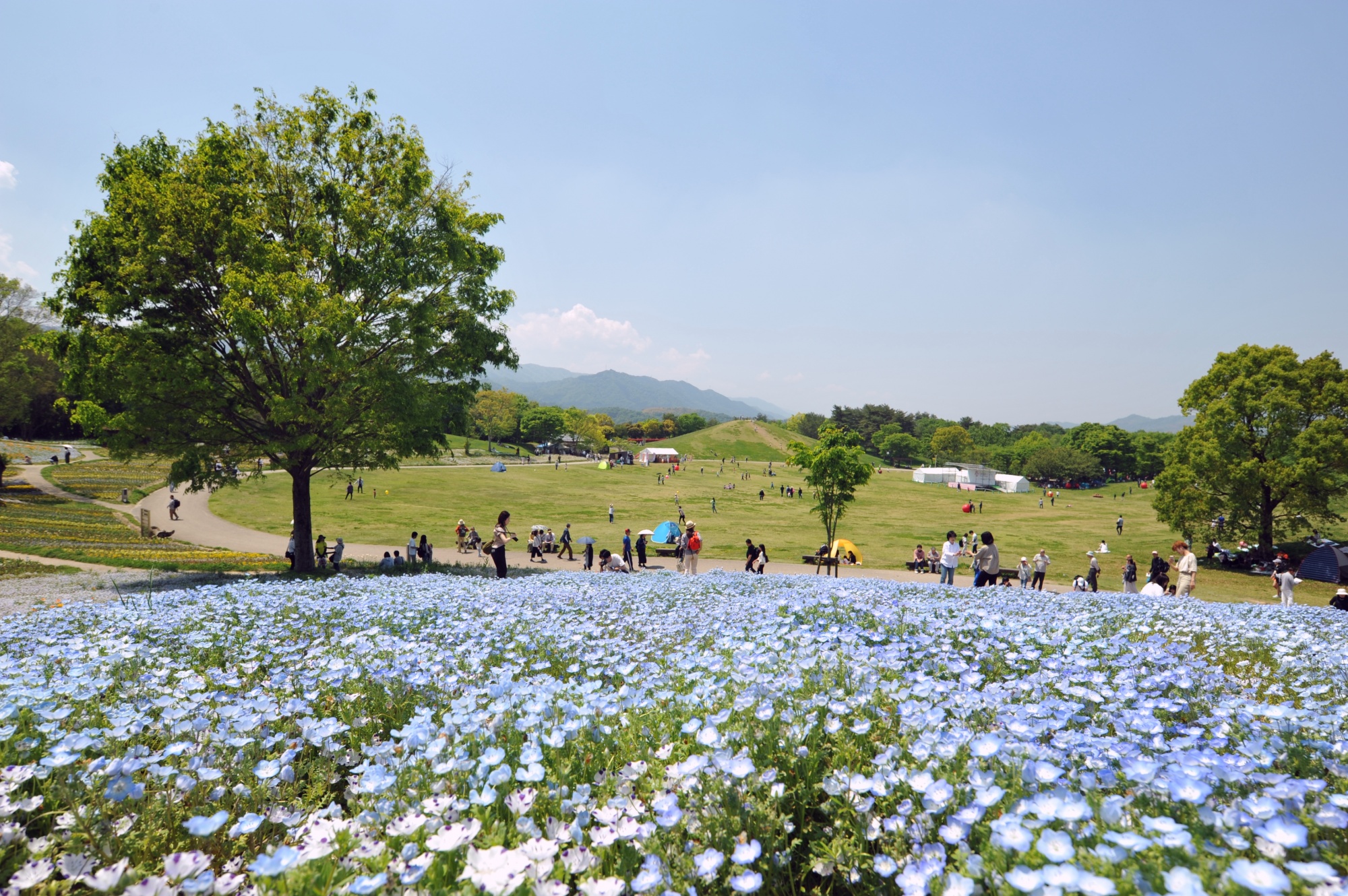 国営讃岐まんのう公園の魅力と攻略法！花・キャンプ・混雑回避完全ガイド