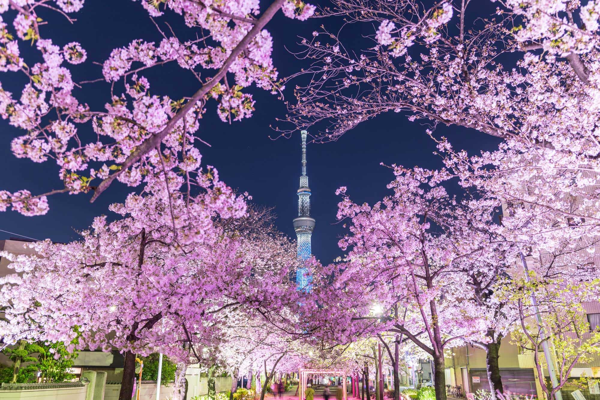 【2026最新】東京の桜ライトアップ名所と穴場！点灯時間と混雑回避