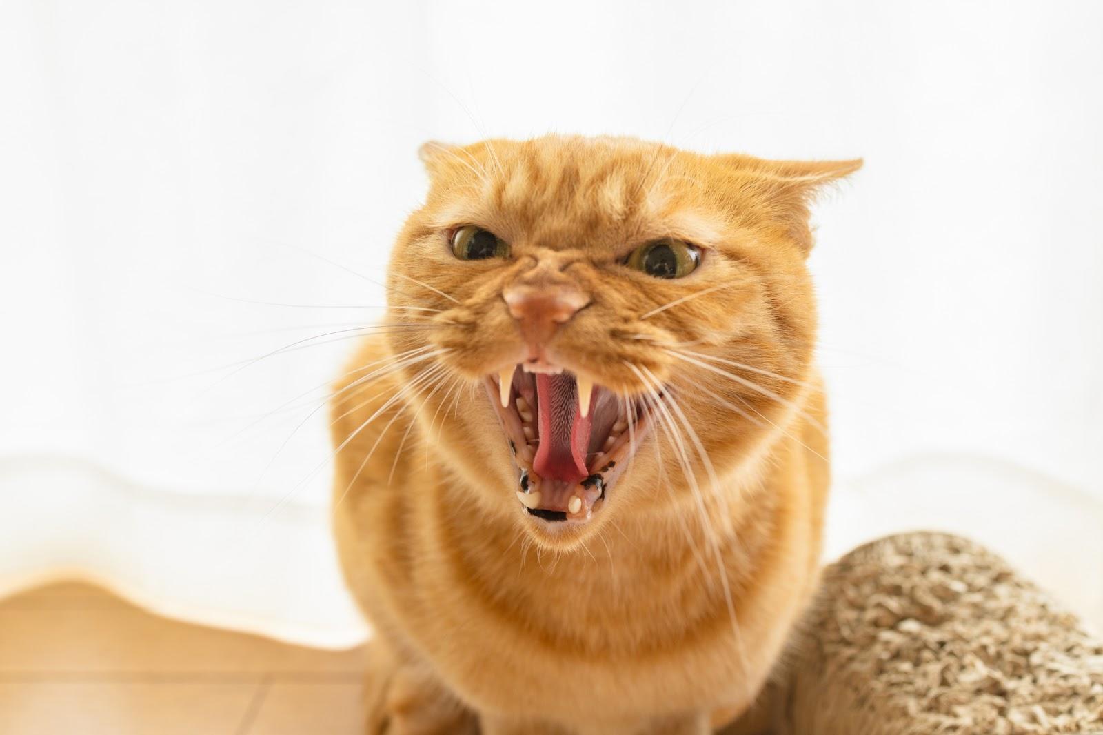 猫のイカ耳は怒りだけじゃない！隠れた心理と絶対Ngな接し方を徹底解説