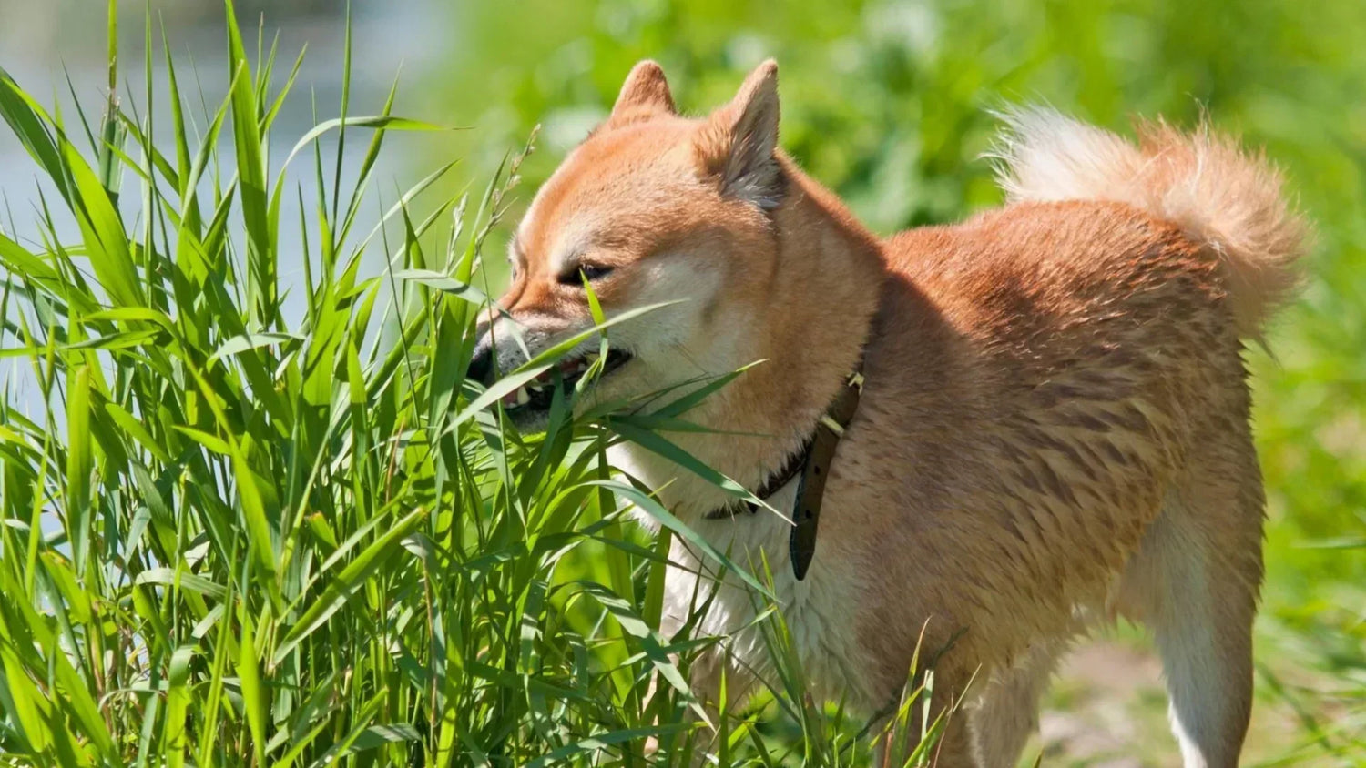 犬が草を食べる本当の理由とは？胃腸の異変や危険な植物・除草剤の見極め方