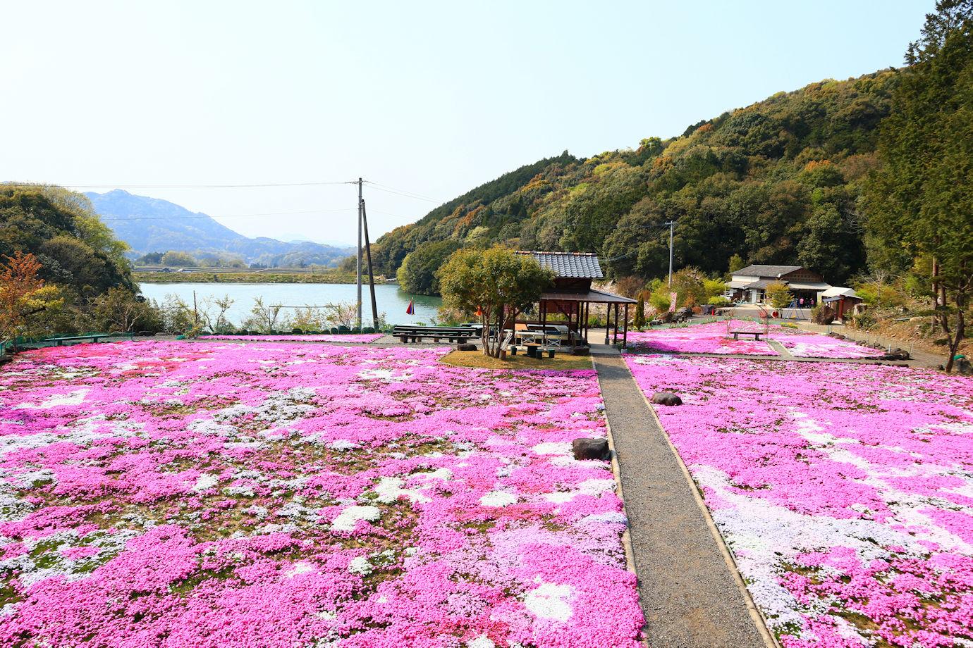 志田フラワー園の見頃と開花状況2026！駐車場や料金まで徹底取材
