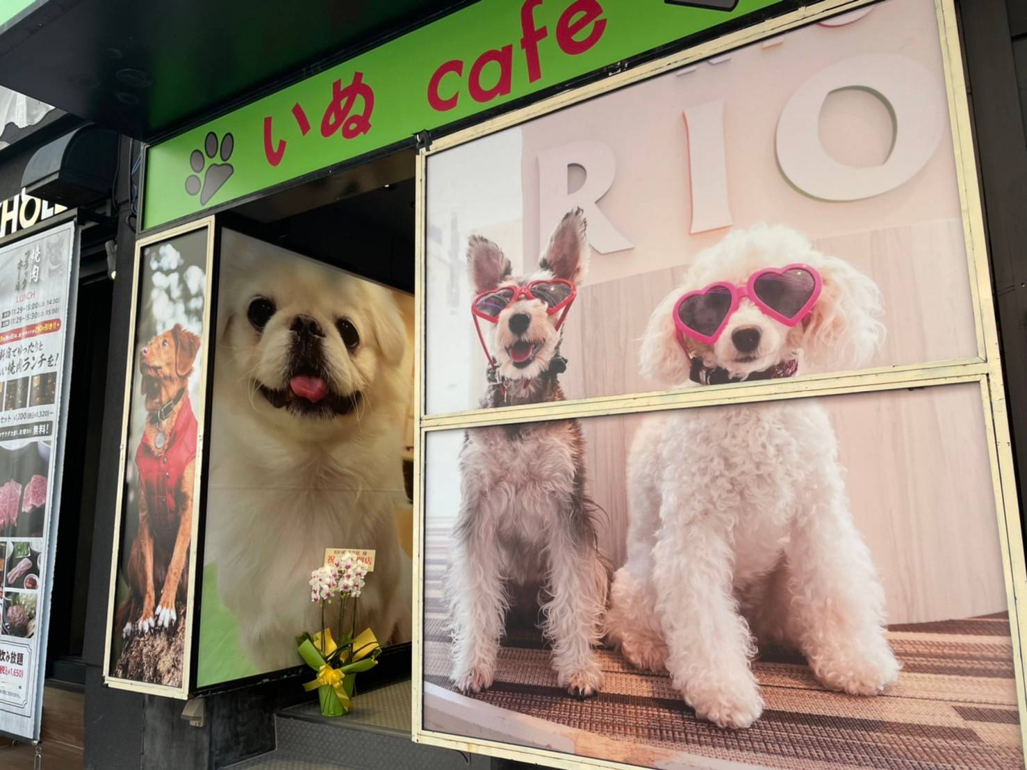 犬カフェRioの評判・料金を徹底解剖！混雑回避の裏ワザと口コミ真相
