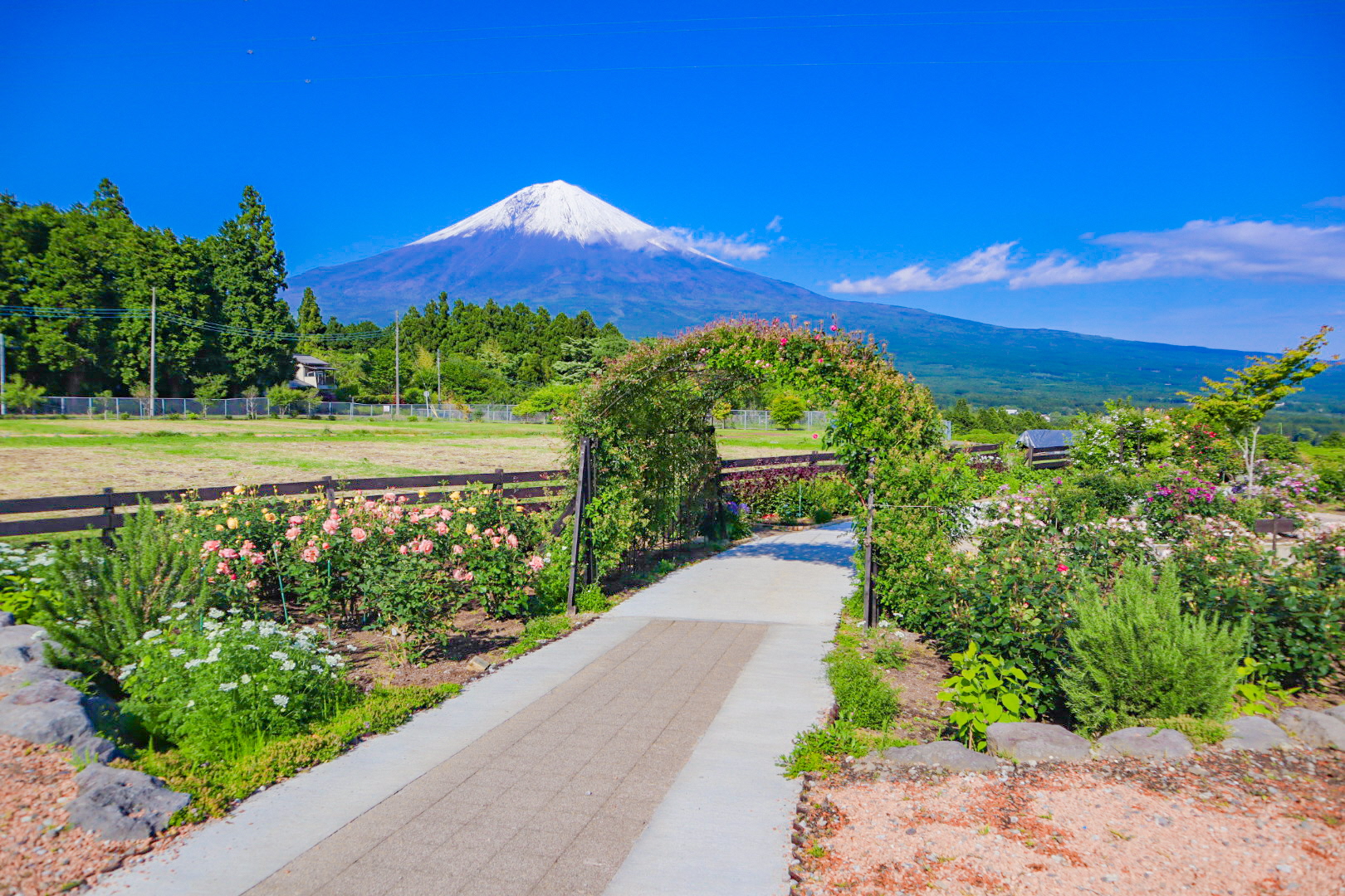 白糸自然公園の絶景と穴場を徹底解剖！富士山×四季の花の全貌