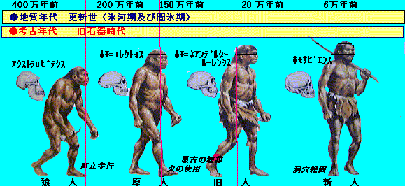 人類の進化図は間違いだらけ？直立一本道の嘘と最新の系統樹を暴く