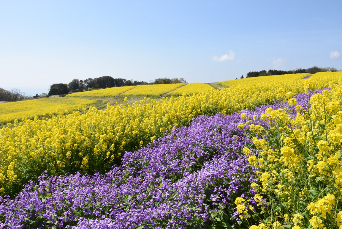 あわじ花さじき完全攻略！無料の裏事情や見頃・穴場カフェ徹底解説