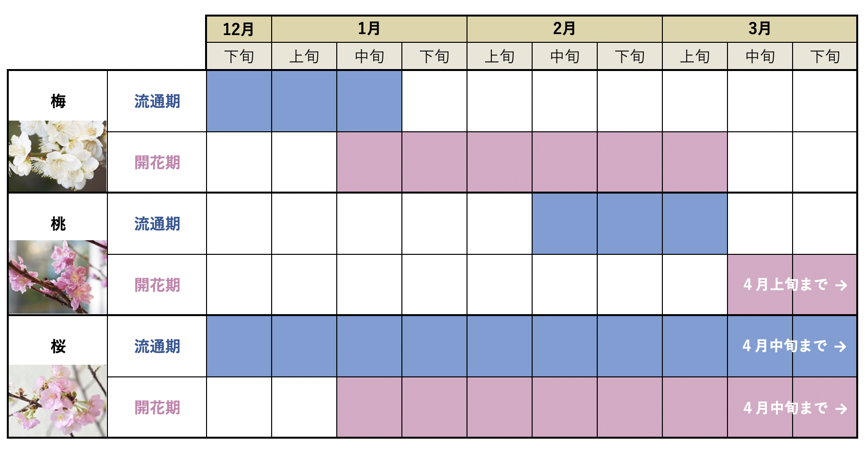 2026年の梅開花時期と見頃はいつ？桜との違いや全国名所を徹底解説