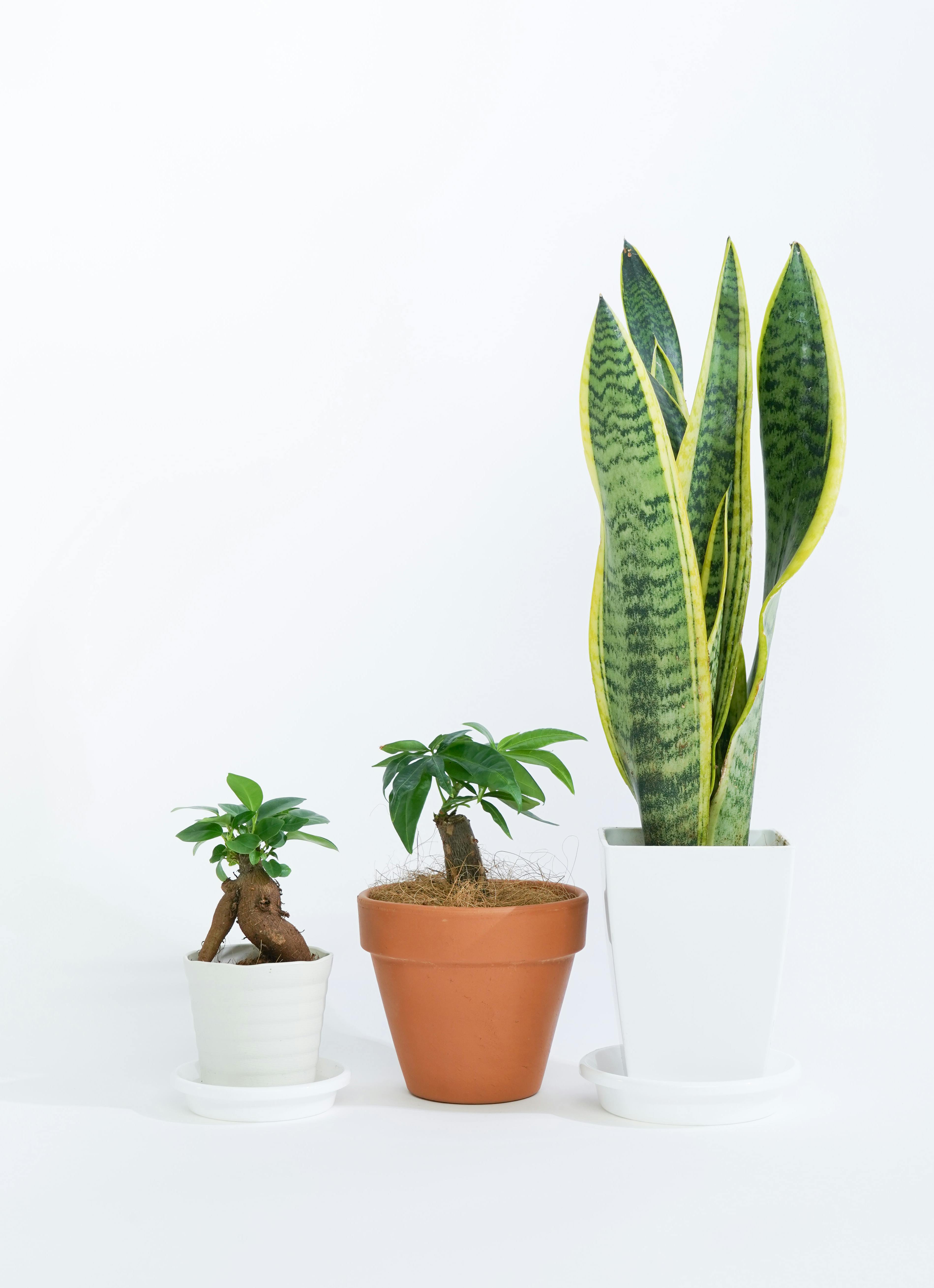 観葉植物一覧写真でわかる！初心者向けおすすめと日陰の真相【2026】