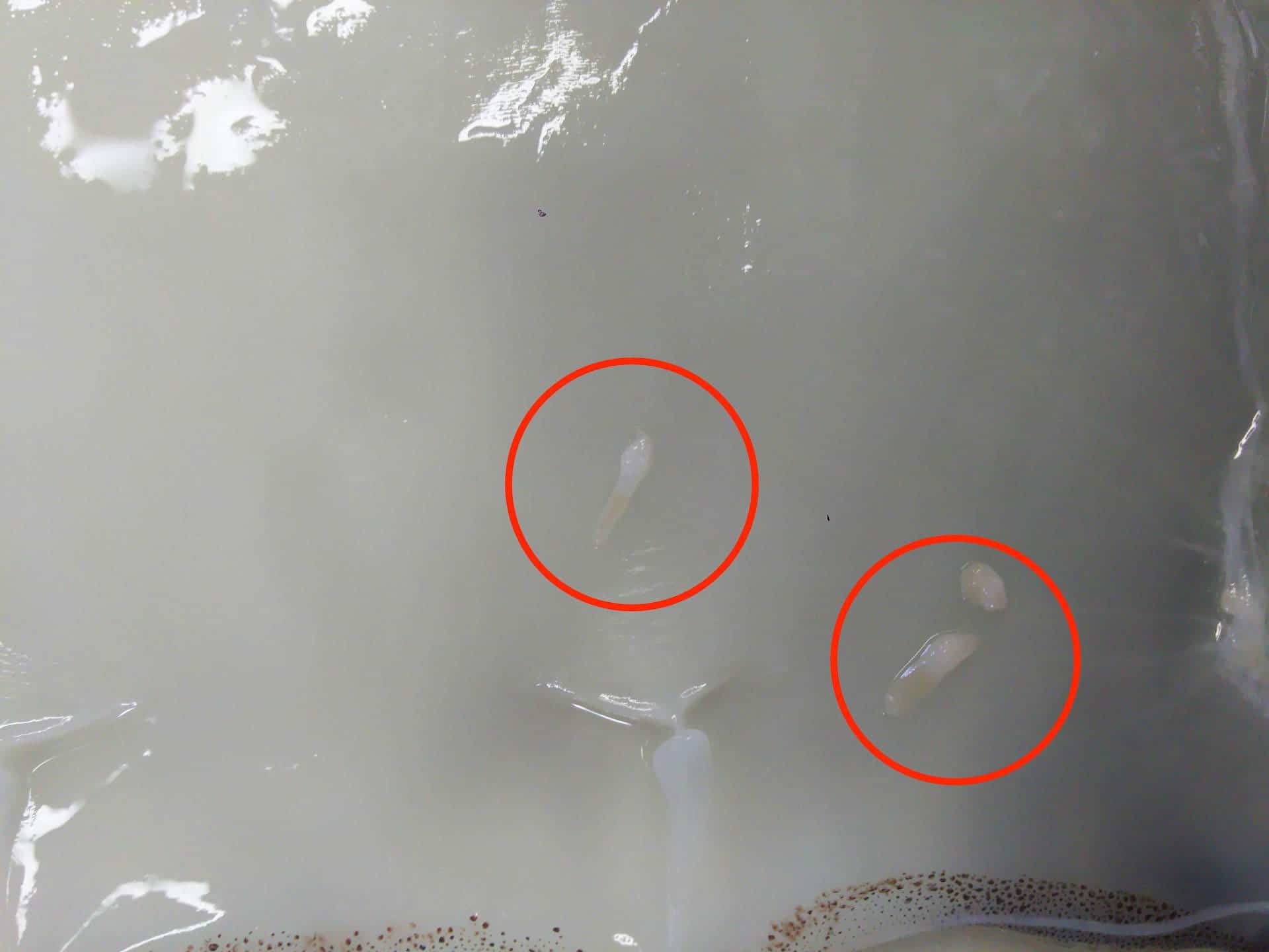 イカの寄生虫は食べても平気？アニサキスの見分け方と対処法を徹底解説