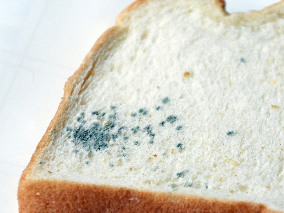 カビの生えたパンは焼けば平気？トースト死滅の嘘と誤食時の潜伏期間