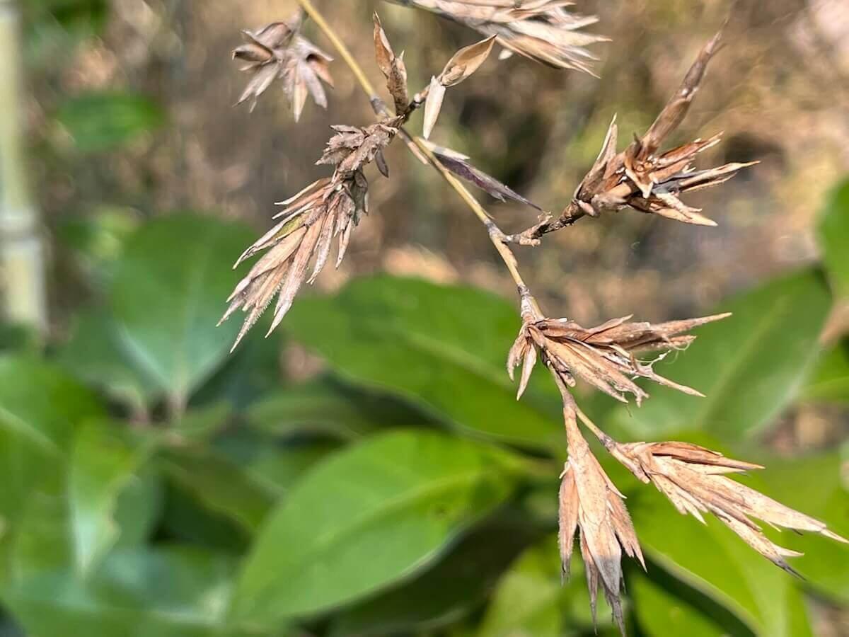 120年に一度の竹の花画像！不吉な噂の真相と一斉枯死の謎