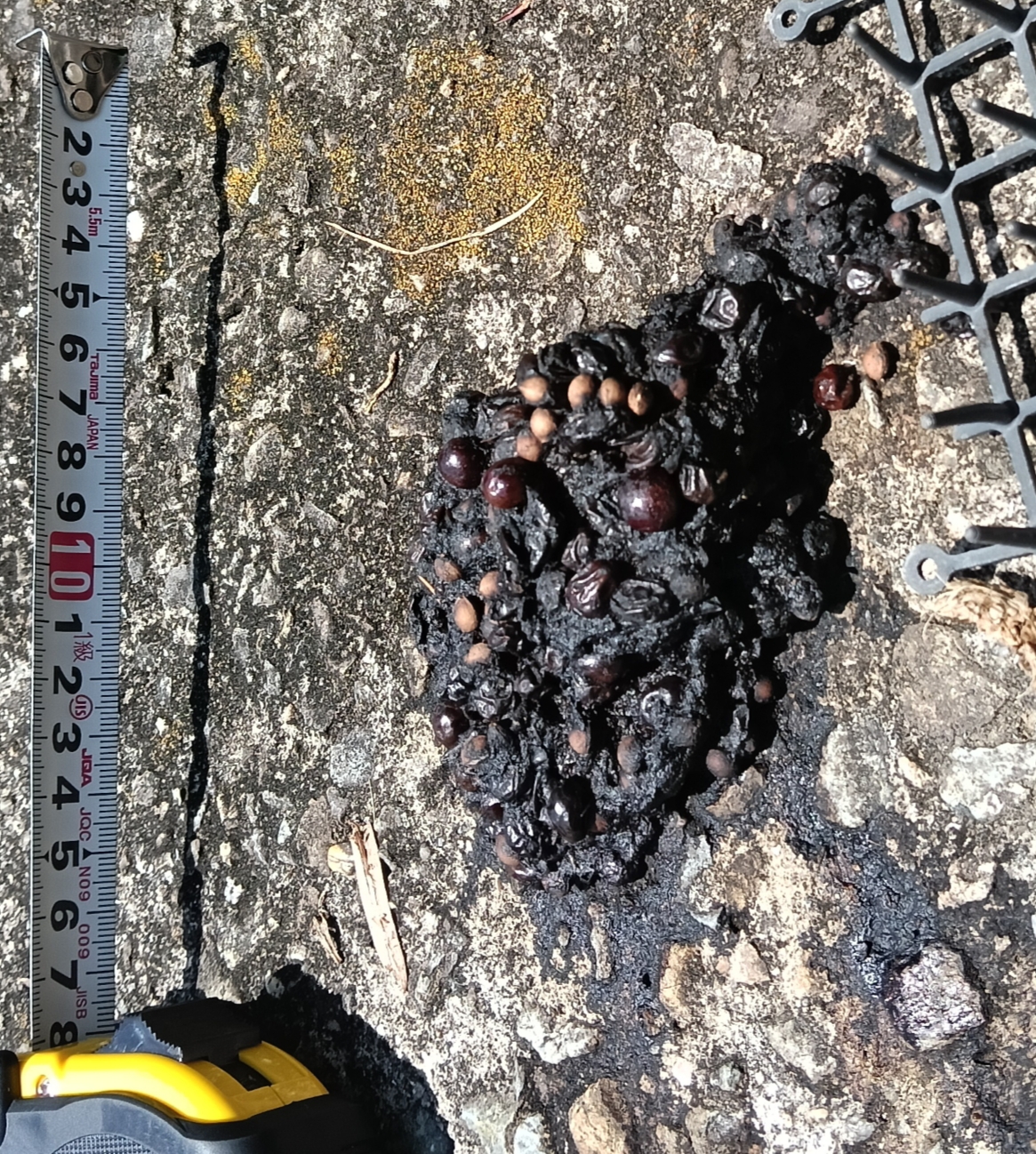 熊被害の現場で遺体発見…何が起きたのか？身元確認の真相と最新対策