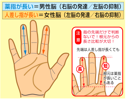 【話題】 薬指 長い 男 割合 気になる噂と真相 #601