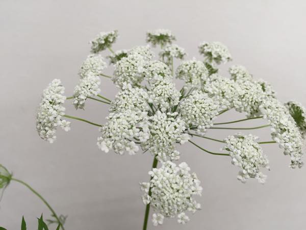 レースフラワー花言葉の「怖い」噂の真相と色別の意味・贈り方徹底解説