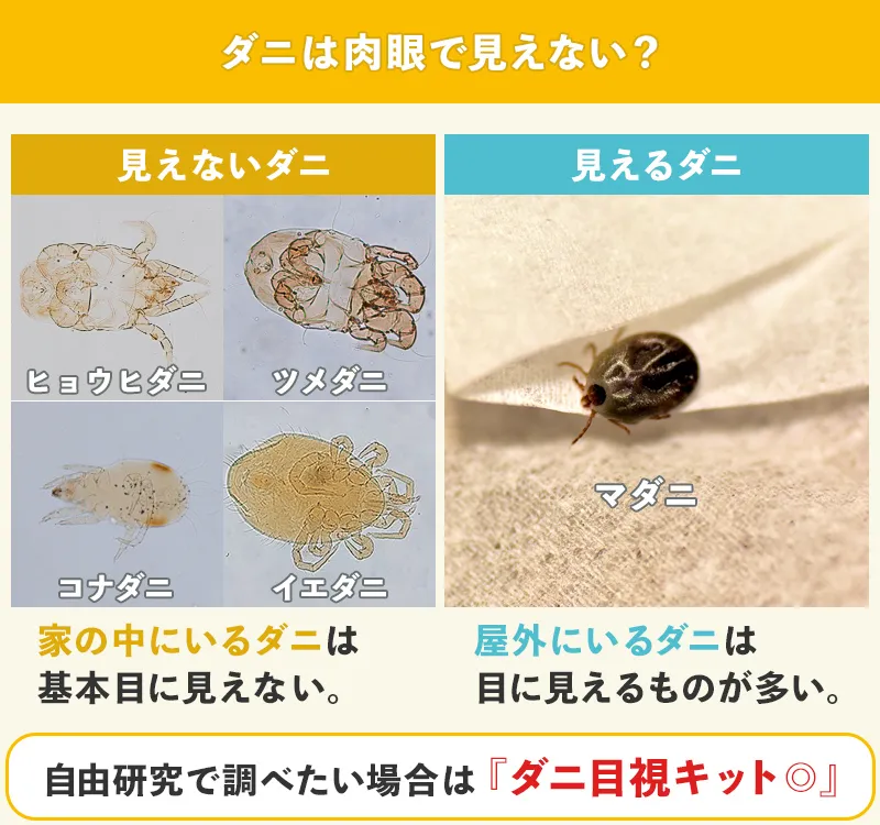 ダニの噛み跡の特徴と見分け方！長引く痒みの原因と最新対処法