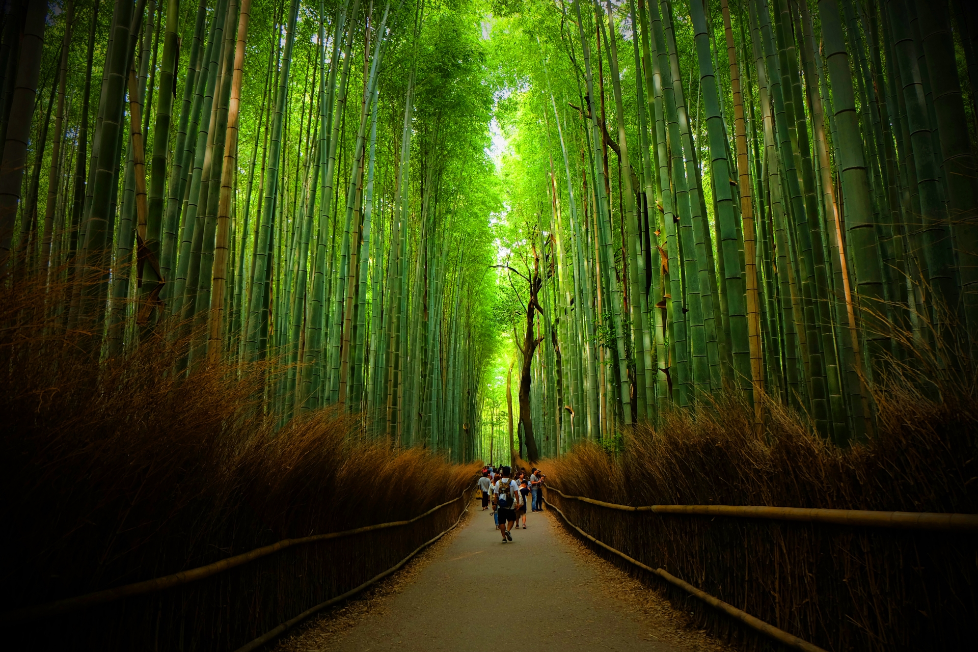 嵐山・修善寺の竹林の小径ガイド2026｜混雑回避と絶景の歩き方