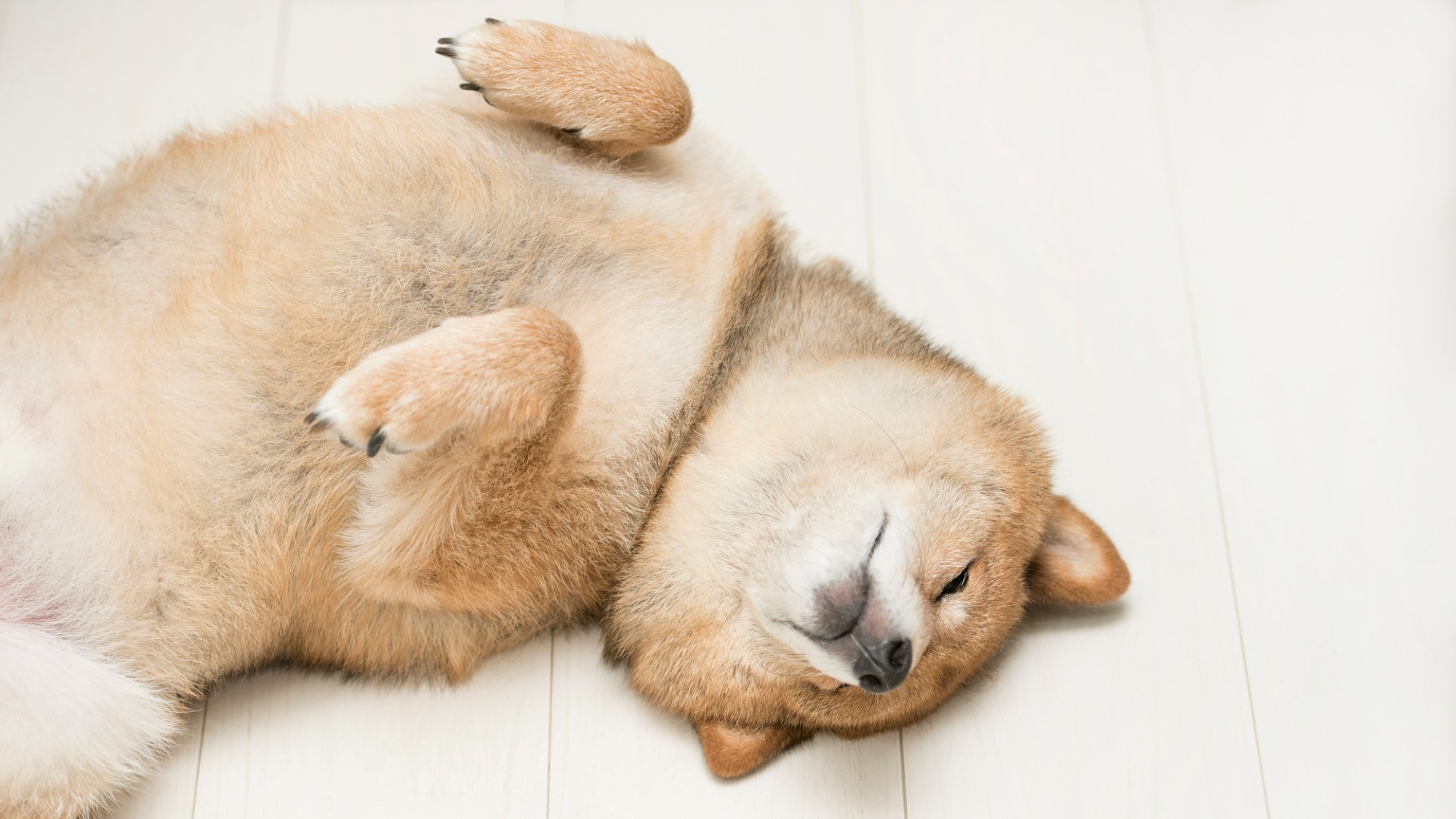 犬が仰向けで寝る「へそ天」の深層心理｜安心の証と隠れたSosの境界線