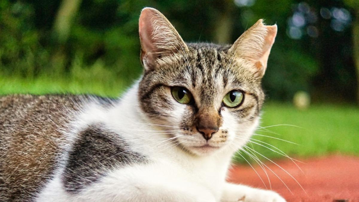 猫の耳カットはなぜ？さくら猫の真相とオスメスの見分け方を徹底解説