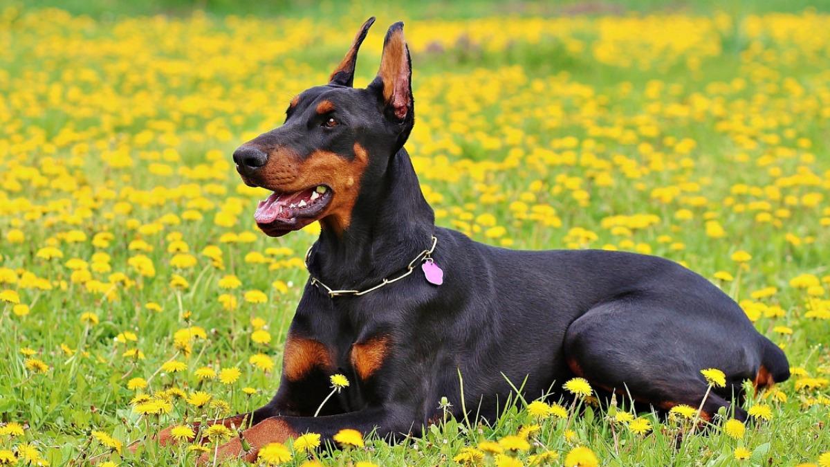 警察犬ドーベルマンが少ない理由！現場が語る弱点と2026年の真実