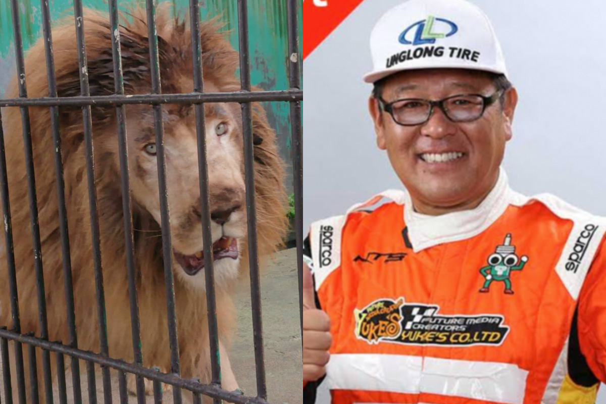 サファリパーク猛獣襲撃の真相とは？過去の死亡事故と安全の盲点