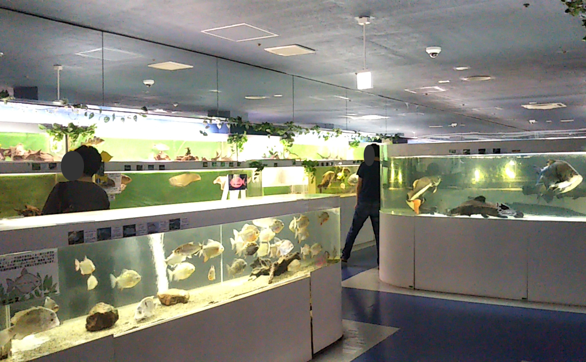 東京タワー水族館の閉館理由と魚の行き先は？跡地の現在を徹底追跡