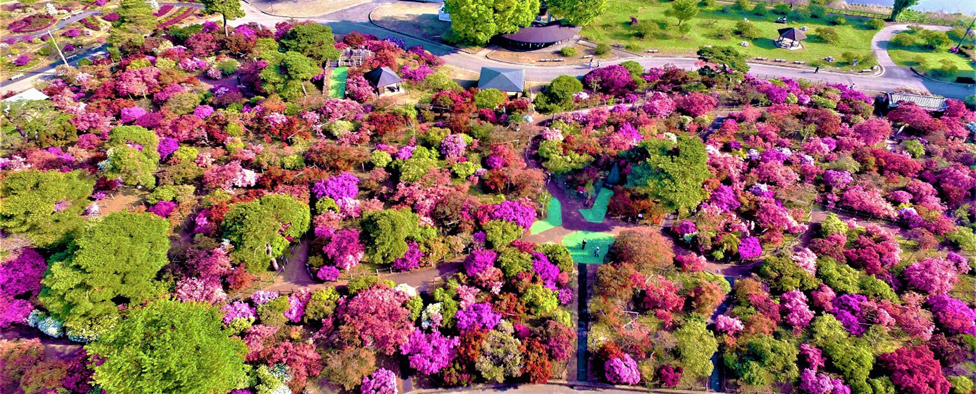 館林つつじが岡公園2026見頃速報！開花状況と無料期間・混雑回避術