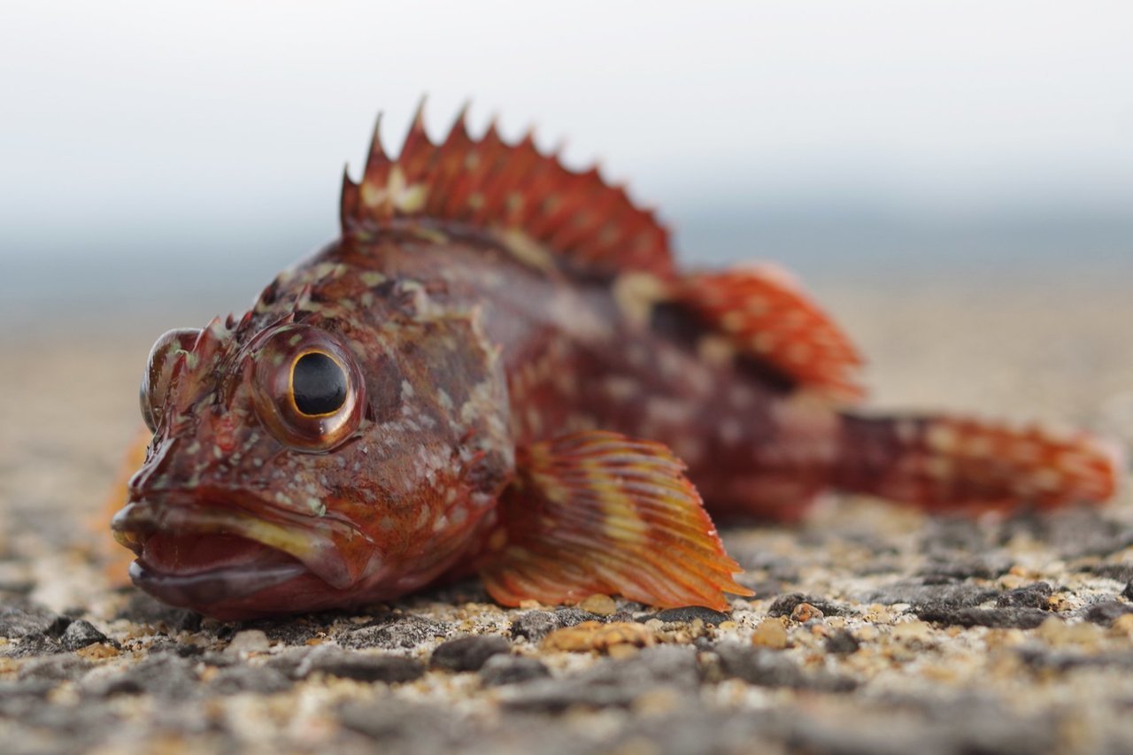 九州の高級魚アラカブとは？カサゴとの違いと絶品レシピを徹底解剖