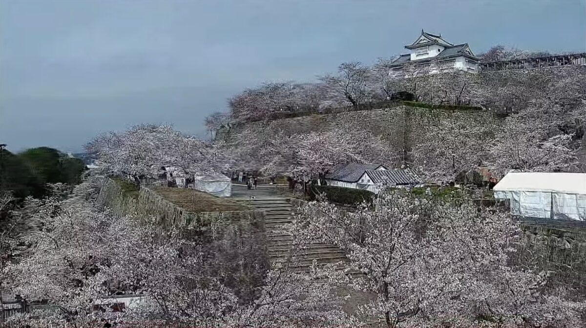 津山市ライブカメラ2026｜吉井川の水位と国道53号の積雪・路面状況総まとめ