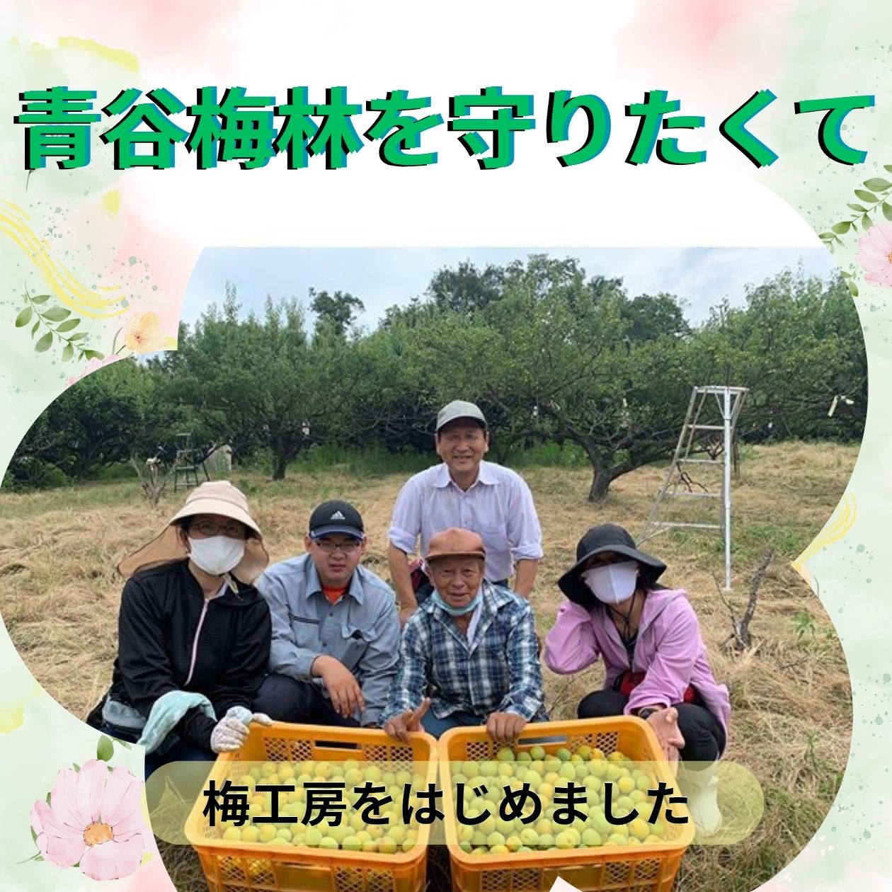 京都・青谷梅工房が絶賛される理由とは？城州白の魅力と評判を徹底検証