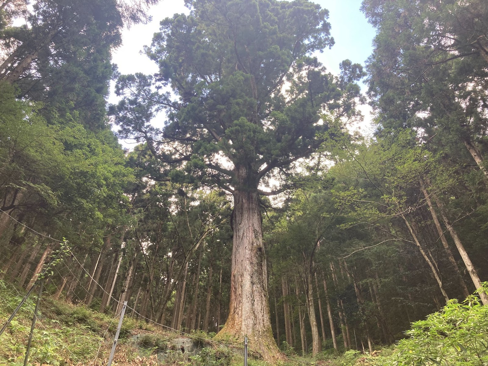 天城の太郎杉への行き方は？樹齢450年の巨木に出会う最新ルートを徹底解説！