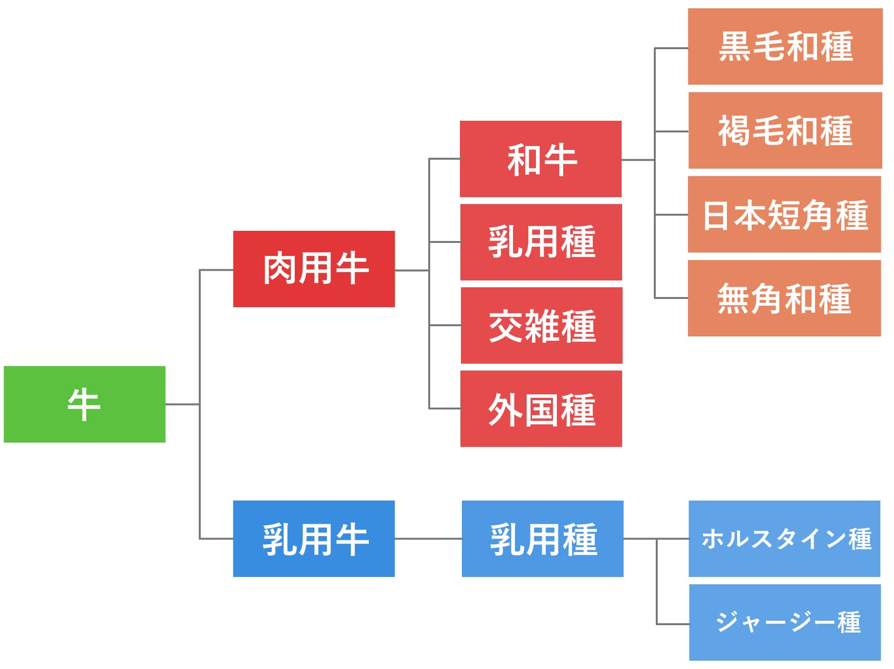 和牛と国産牛の違い徹底解剖！プロが教える後悔しない肉選びの常識